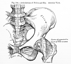 Pelvis Bones
