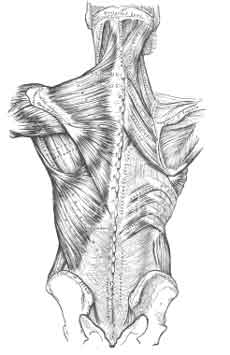 Antique Medical Illustration